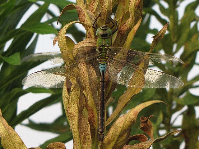 �M�������}