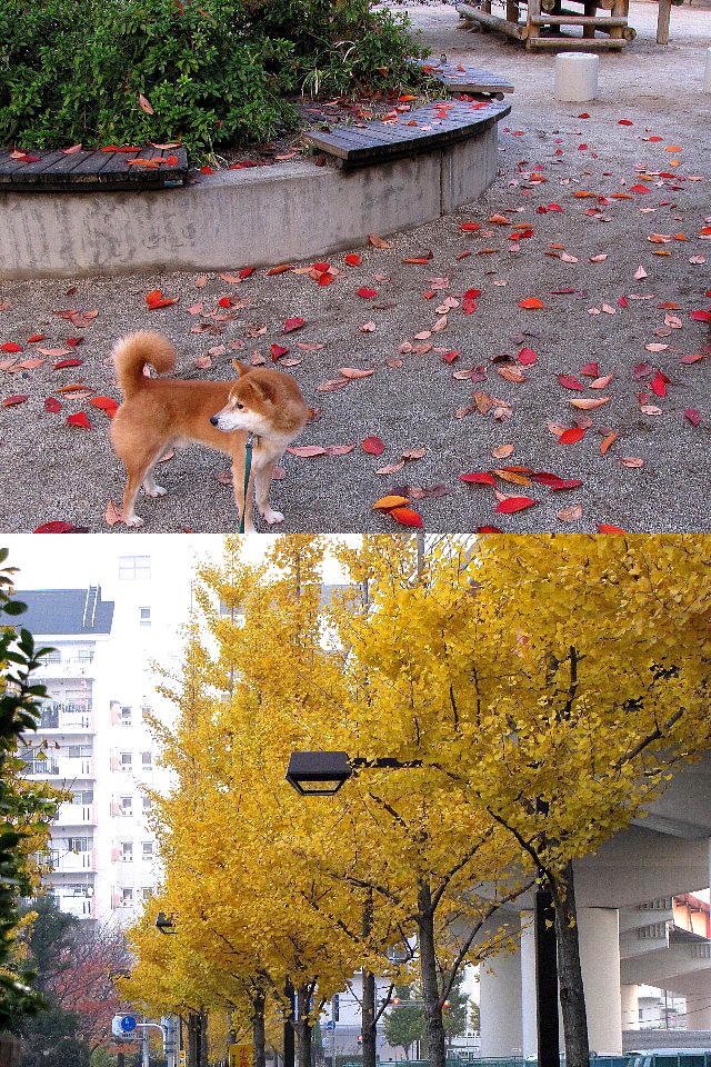 �g�t�@���t