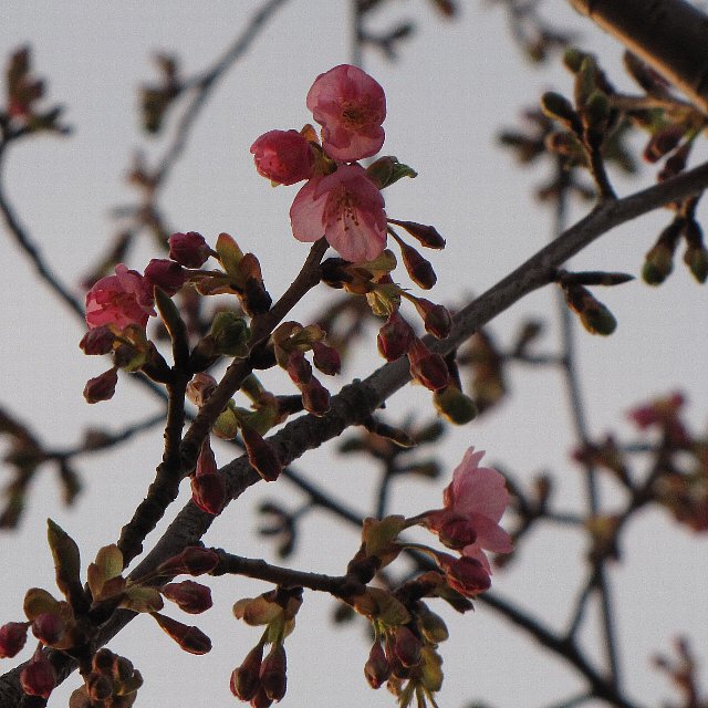 �͒Í��J��