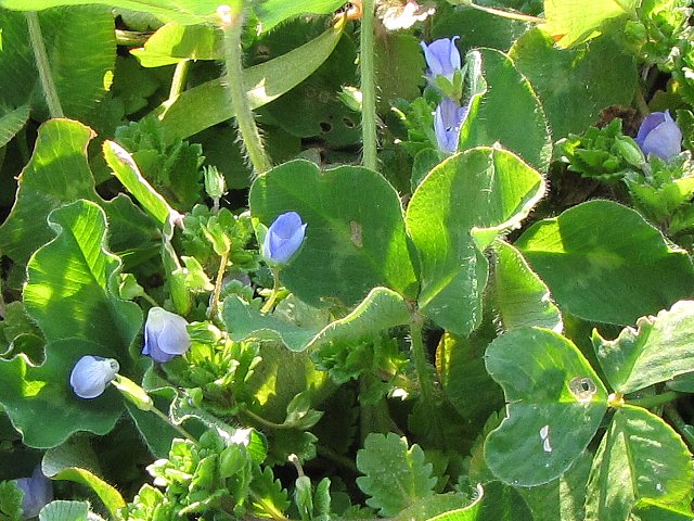 �����Ȗ쑐