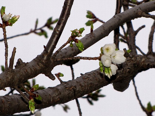 ���炨������