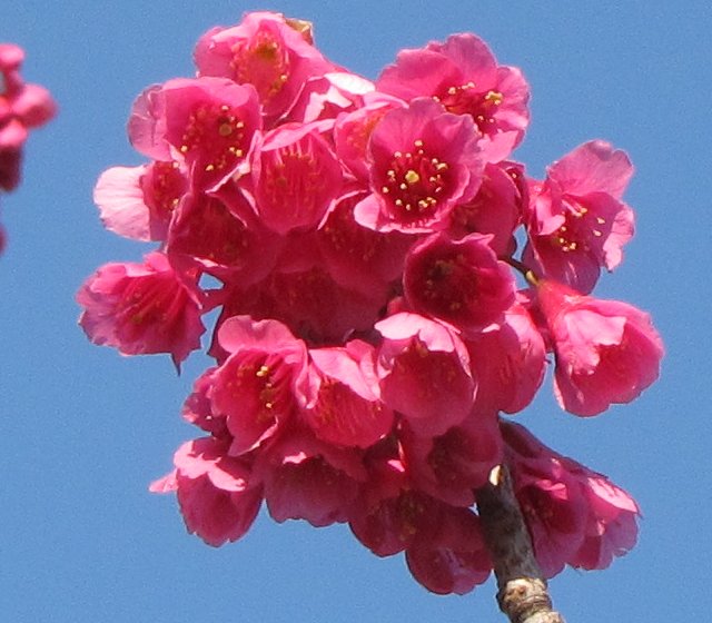 �J���q�U�N��