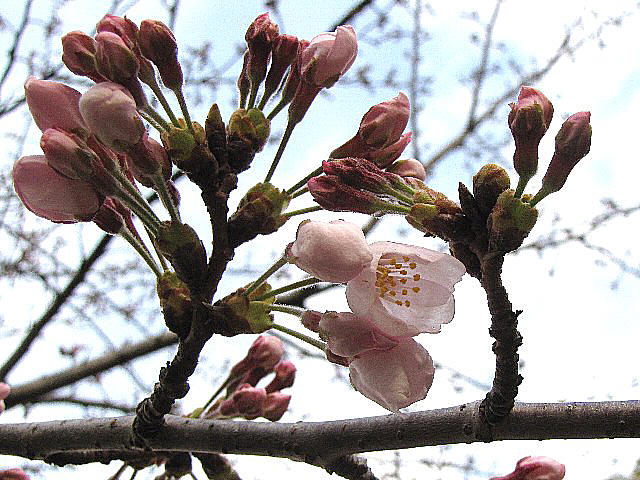 ����g��J��