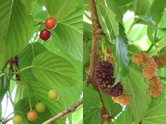 �T�N�����{�ƌK�̎�