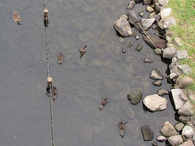 �J���K���e�q