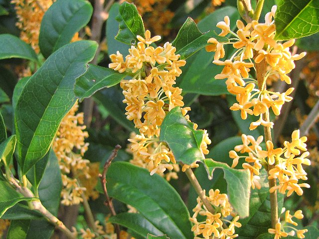 �L�����N�Z�C