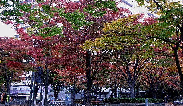 ���哇�w�O