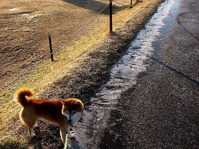 �c���c���̓�