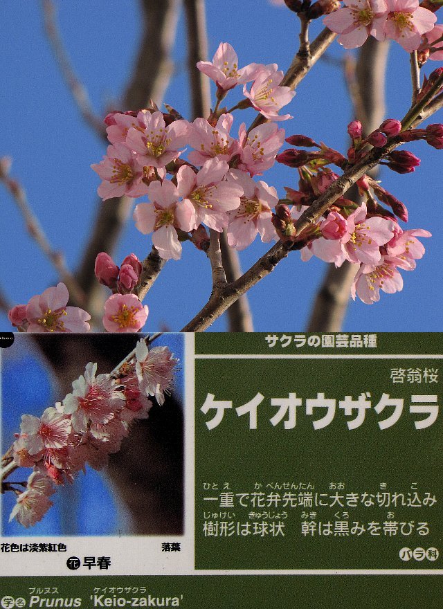 �P�C�I�E�T�N��