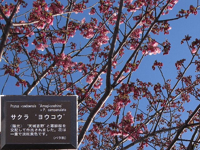 ���E�R�E��