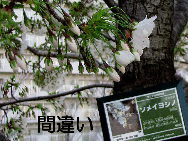 ���D�̊ԈႢ