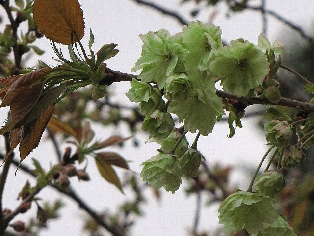 �M���C�R�E