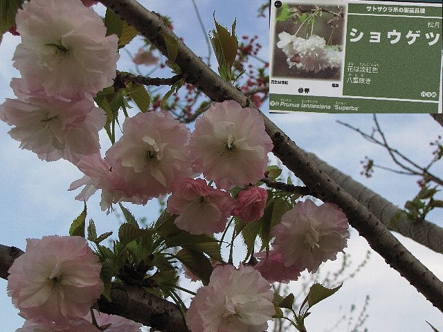 �V���E�Q�c