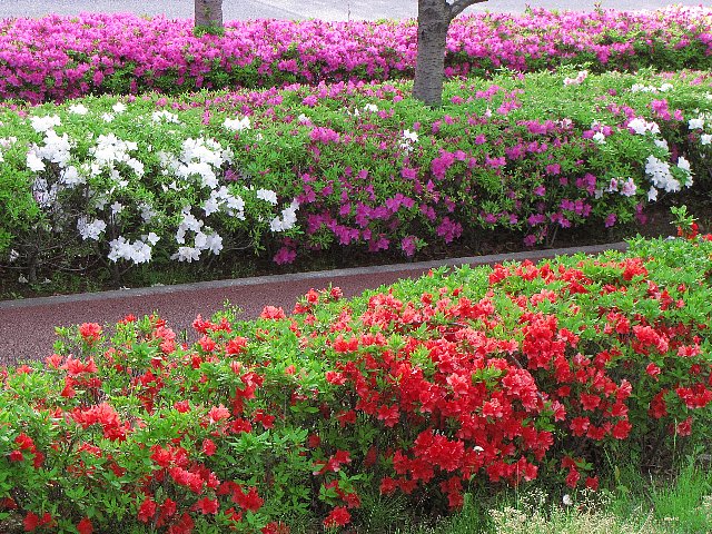 ��{����̃c�c�W