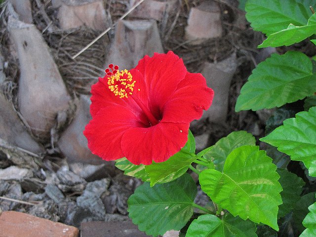 �n�C�r�X�J�X