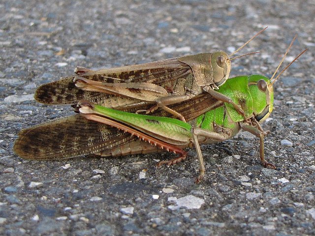 �Ƃ̂��܃o�b�^