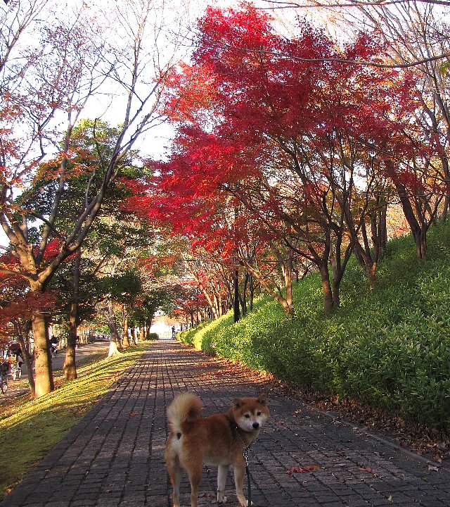 �ނ����ƍg�t