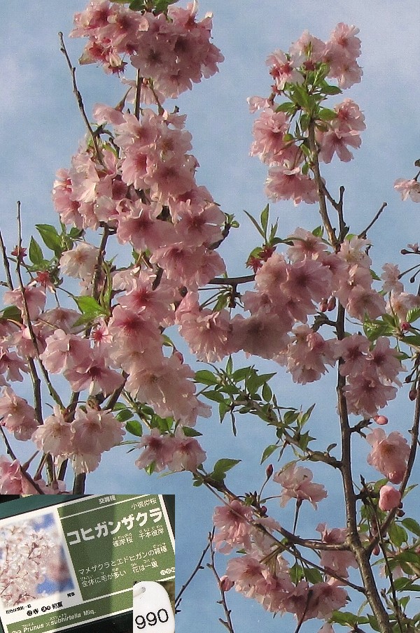 �R�q�K���U�N��