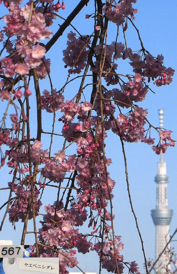 ���G�x�j�V�_��