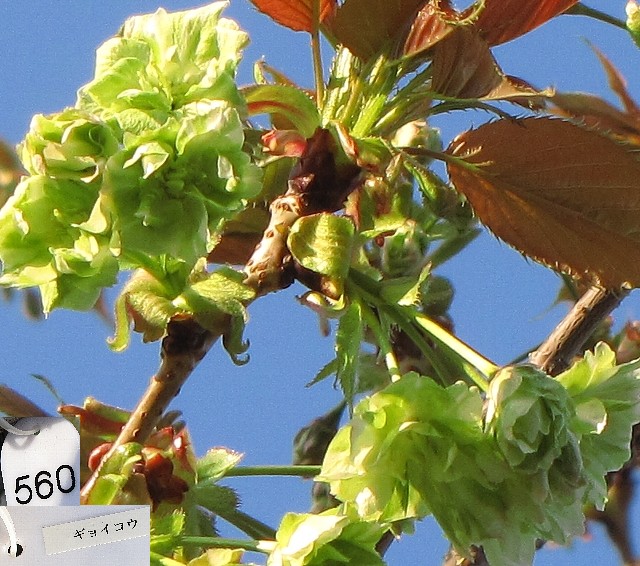 �M���C�R�E