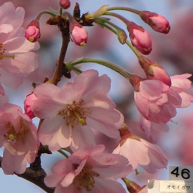 �I���C�K��