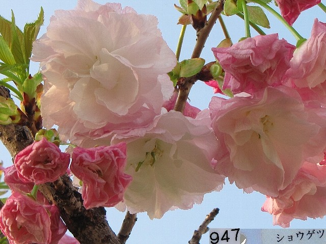 �V���E�Q�c