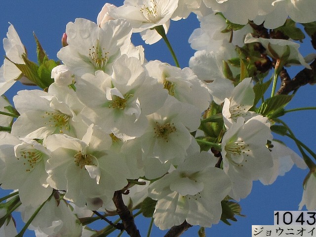 �W���E�j�I�C