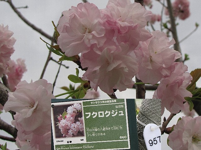 �t�N���N�W��