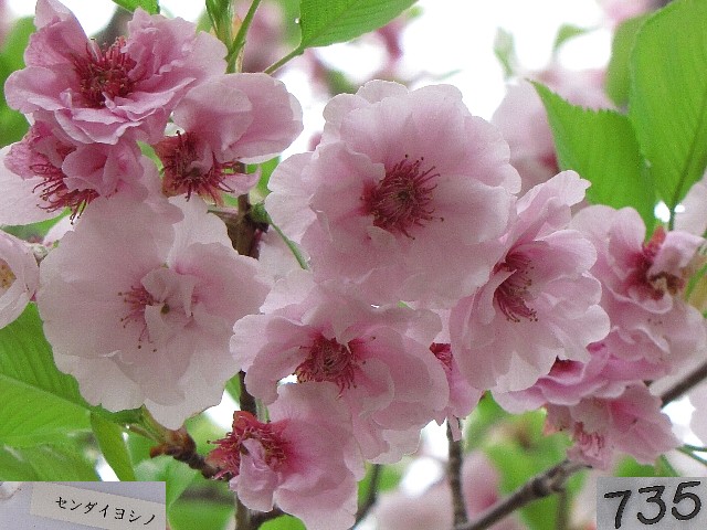 �Z���_�C���V�m