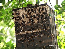 鳥の巣箱に営巣したモンスズメバチの観察日記