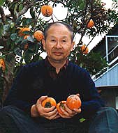 収穫した柿、背景は柿の木