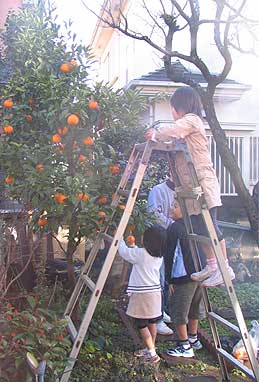 我が家の庭でみかん狩りを楽しむ