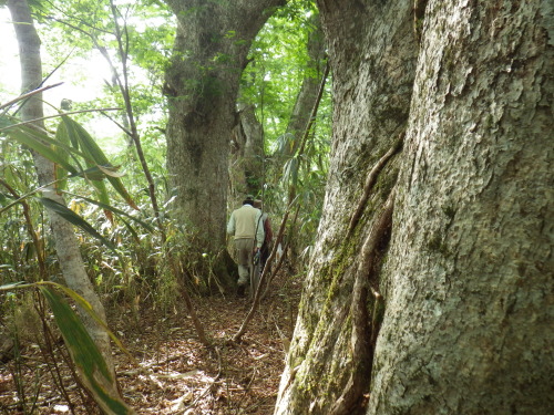 三ノ丸 氷ノ山 ブナの森とミズナラ巨木の森 兵庫の山々 山頂の岩石