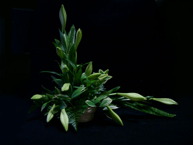 �����猩���Ƃ���