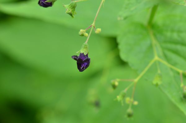 伊吹の風 四季の花たち