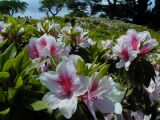 Hana Blooming At Izu