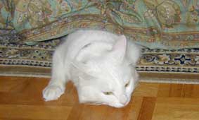 ������Ə������邺