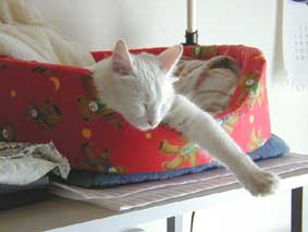 ���̎�͉��H