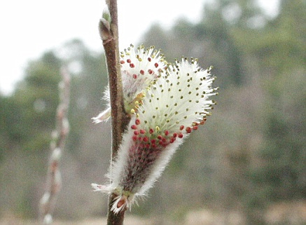 �l�R���i�M�̉�