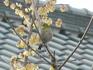 ���t���a�ł�