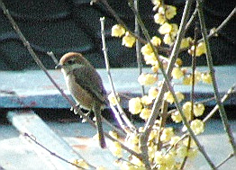 �X�~�Ƀ��Y��������