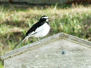 ���t���a�ɗU����