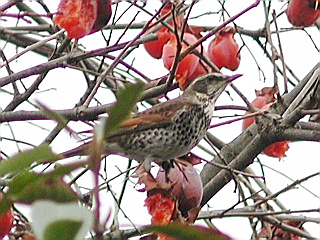 ���̓��͊�������