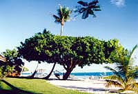 �z�e���̃r�[�`�@���̂Q