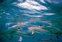 ������I�L��