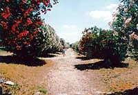 �p�G�X�c���̃T�N���ʂ�