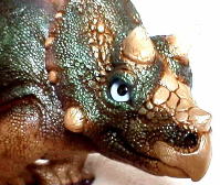 Baby Triceratops upshot (front)