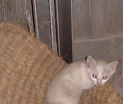 �[�����V�я�B