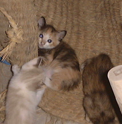 �����̏オ�D���炵���B