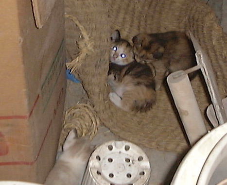 �ɂ�񂱑�W���B